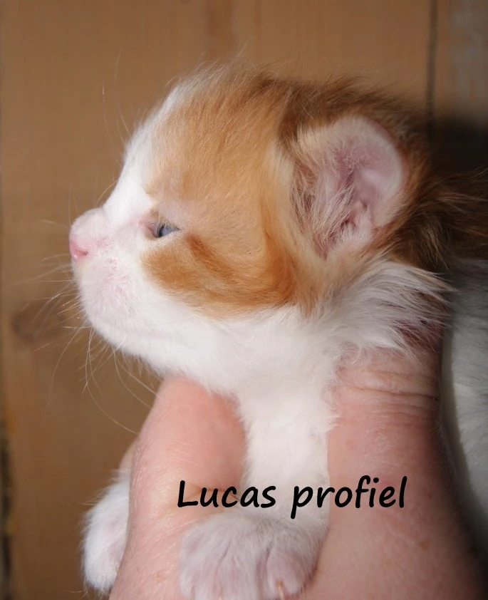 Lucas